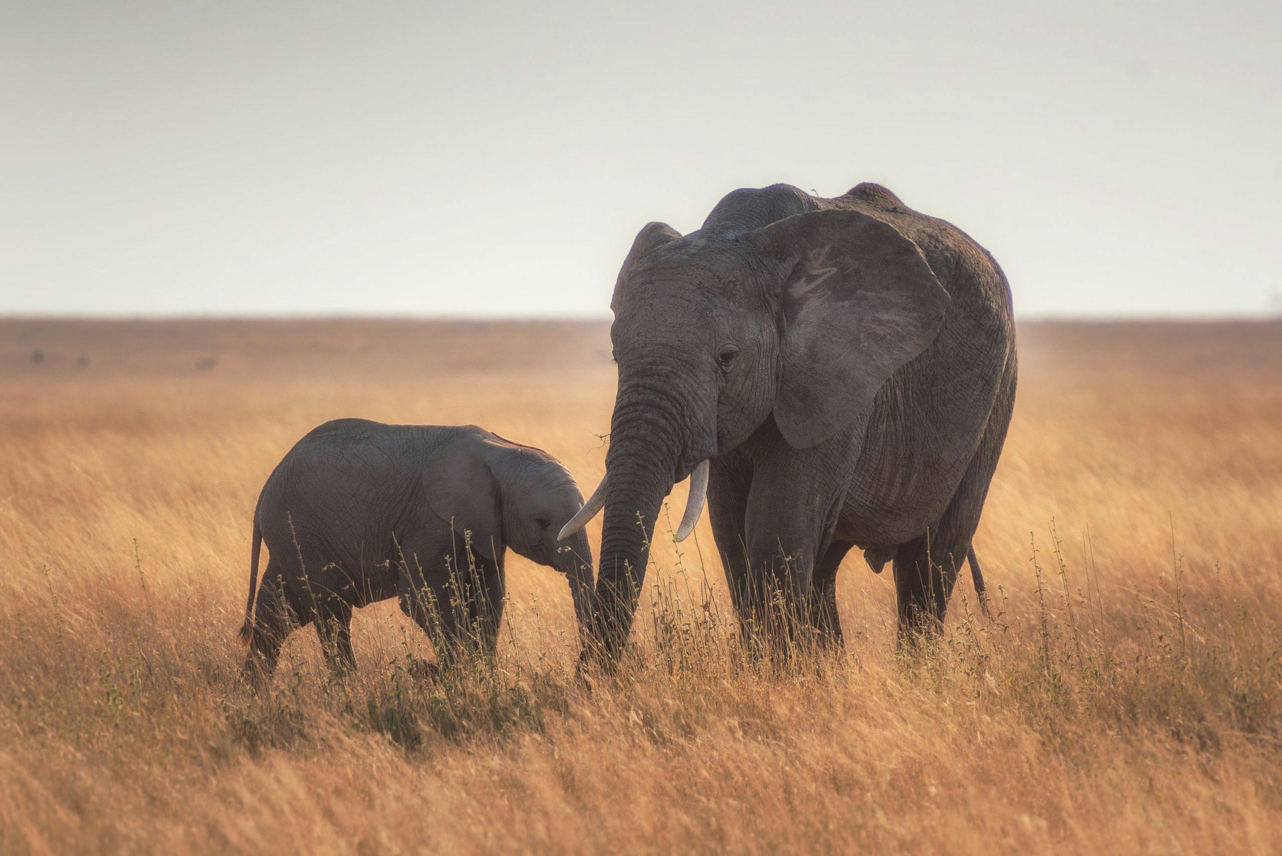 Elephant and baby elephant in the wild