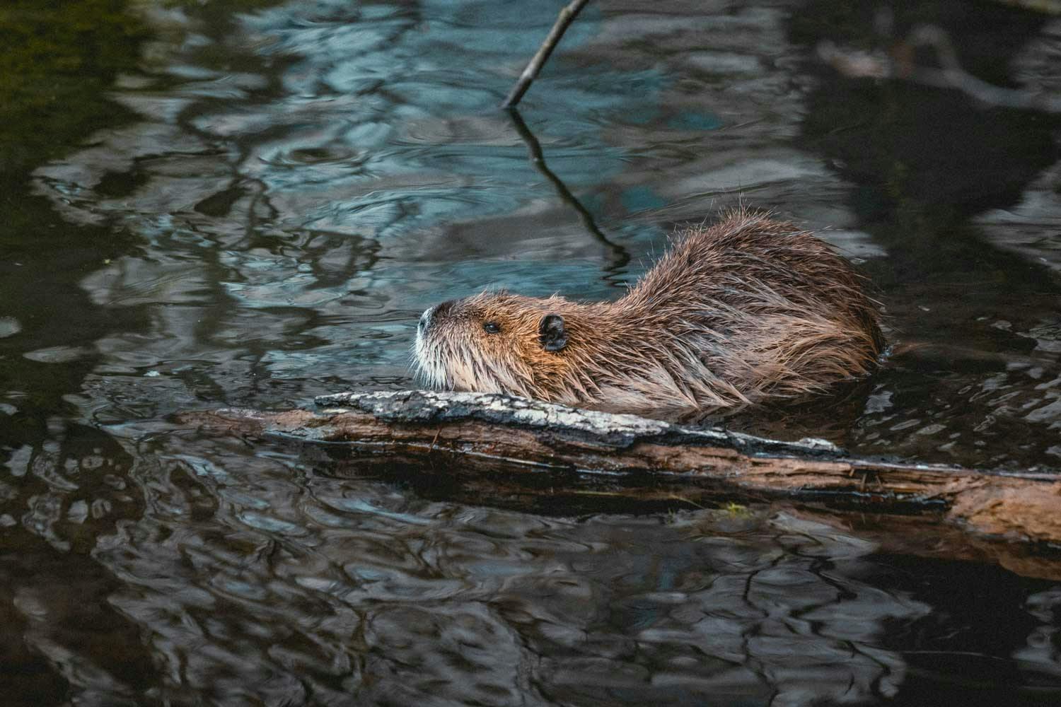 Beaver beavering away